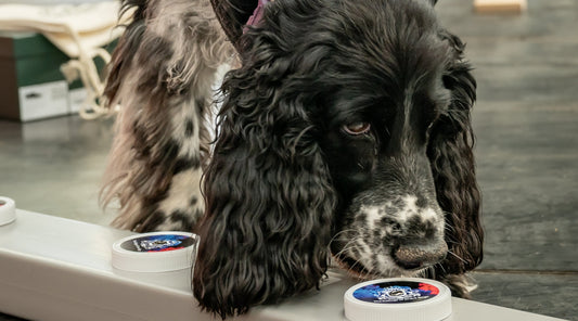 Follow the Nose: Why Scentwork Belongs in Your Gundog Toolkit
