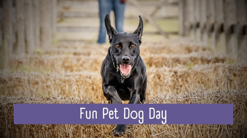 Fun Pet Dog Taster Session