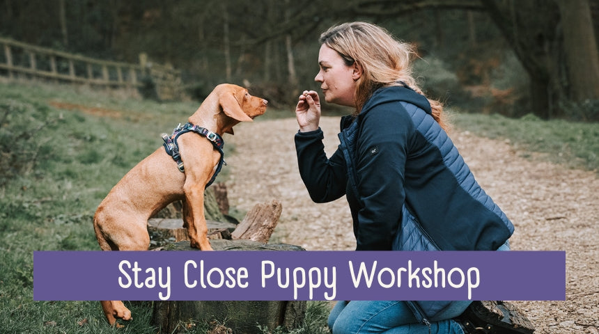 Stay Close Puppy Workshop