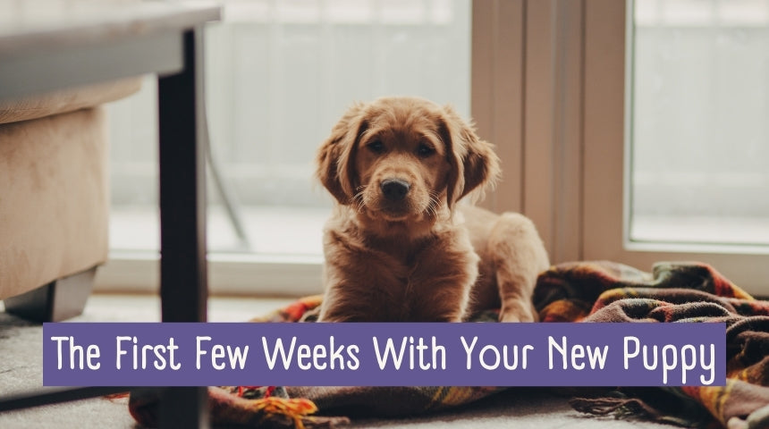 The First Few Weeks With Your New Puppy