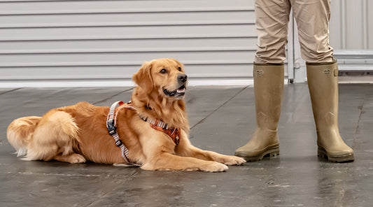 Our puppy and pet dog training classes near Evesham and Pershore
