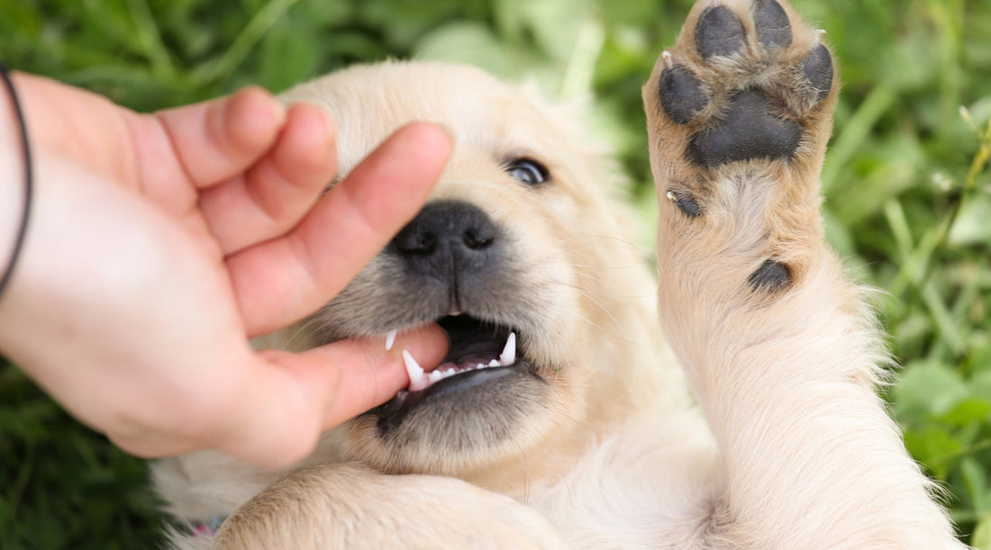 Puppy Biting: Your Puppy Isn't Naughty. They're Exhausted.