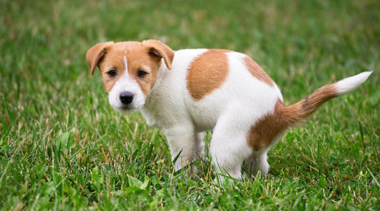The One Thing Making Puppy Toilet Training Harder Than It Needs To Be