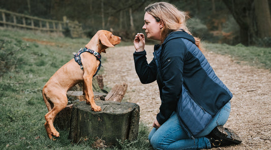 You're Not Teaching Your Dog a Trick. You're Teaching Them Everything.