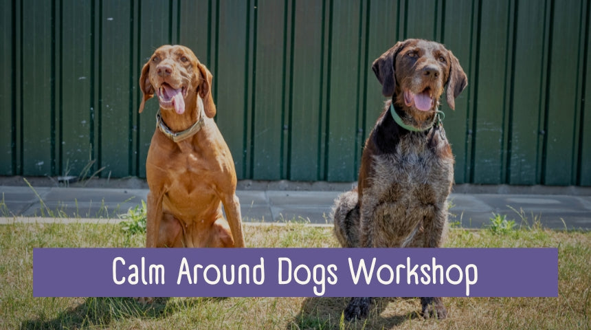 Calm Around Dogs Workshop