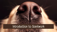 Introduction to Scentwork with Sam Negus
