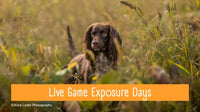 Steadiness around Live Game Exposure Days