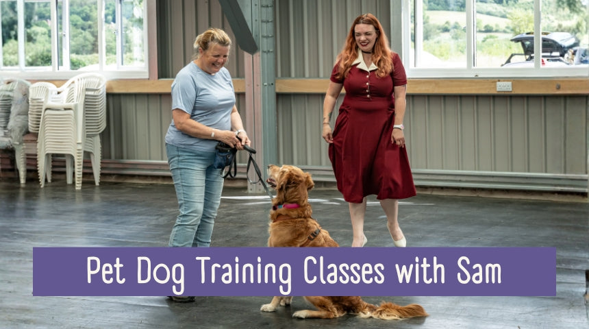 Pet Dog Training Classes with Sam Negus