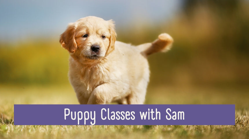 Puppy Classes with Sam Negus