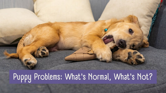 Puppy Problems: What's Normal, What's Not?