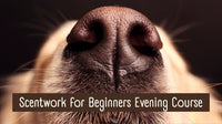 Scentwork for Beginners Evening Course with Sam Negus