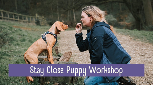 Stay Close Puppy Workshop